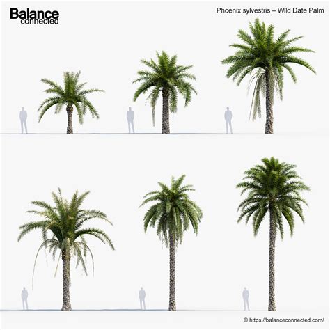 Afbeeldingsresultaten voor Date Tree DXF