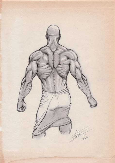 Résultat d’images pour Back Muscles Drawing Arms