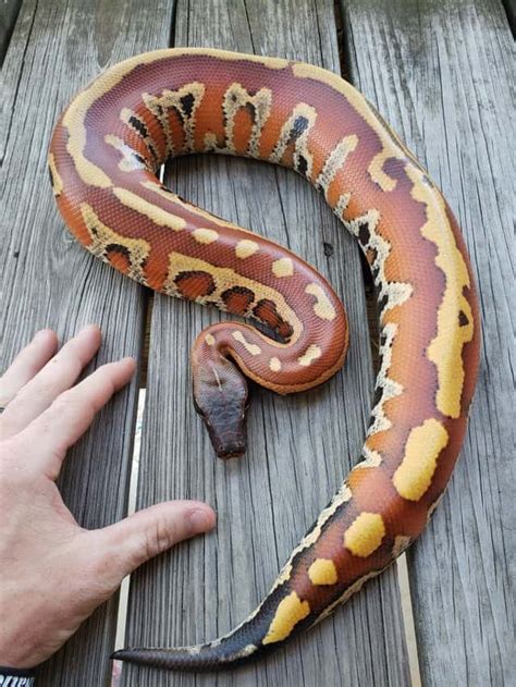 Image result for Red Blood Ball Python