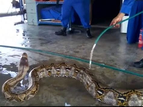 Toradh íomhá ar Largest Anaconda Python