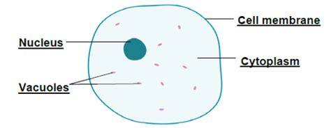Parts Of A Typical Plant Cell And Their Functions - Infoupdate.org