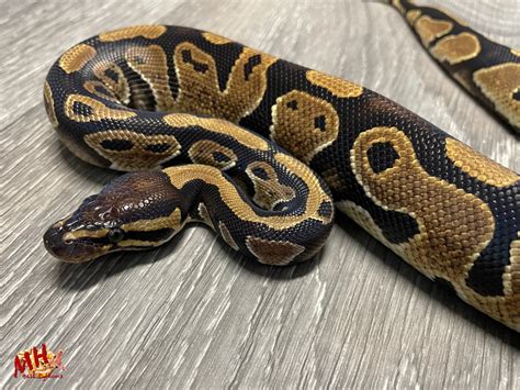 Image result for Python Pitcher