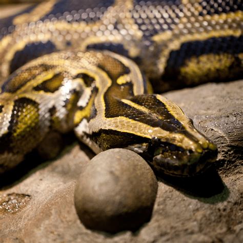 Image result for Anaconda Python Snake