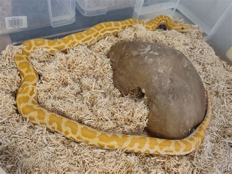 Image result for Pearl Burmese Python