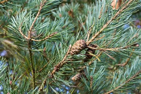 Image result for Pine Tree in Urdu