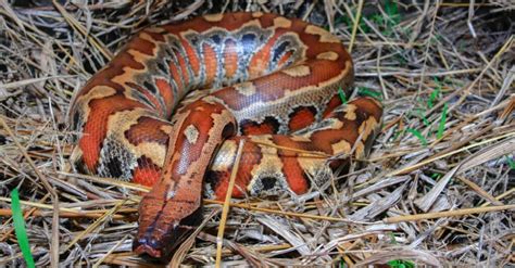 Image result for Red Blood Ball Python