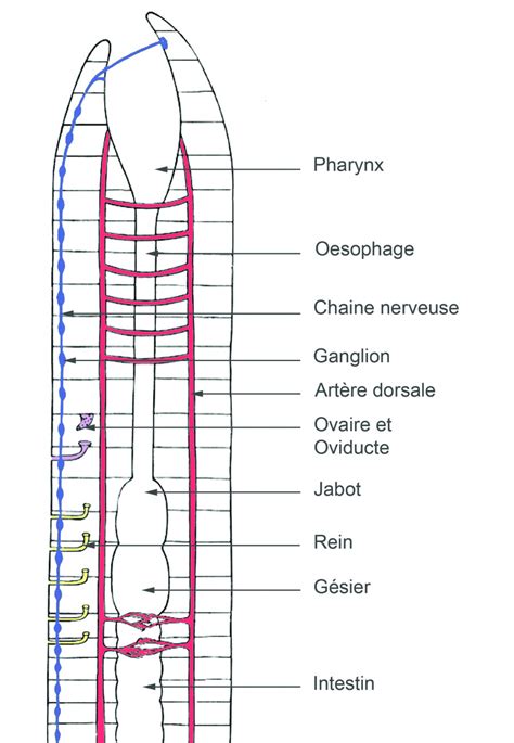 Image result for Classification Des Vers