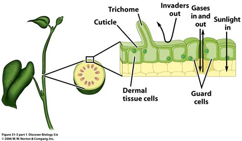 Image result for Plant Cell Tissue Types