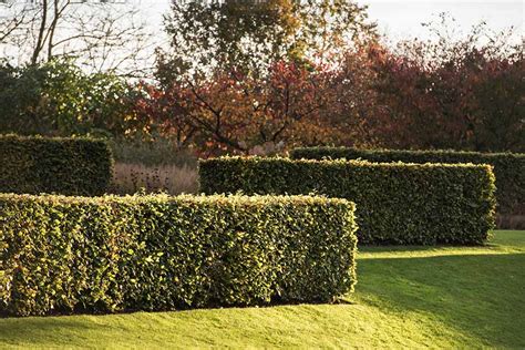 Image result for Hedge Trees Planting Guide