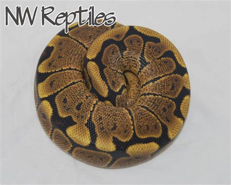 Image result for Woma Ball Python Morph