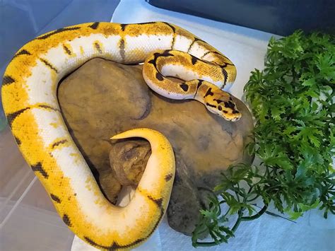 Image result for Bumblebee Ball Python