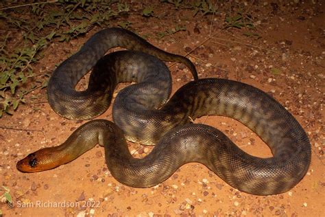 Toradh íomhá ar Woma Python Skull