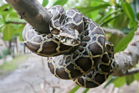 Burmese Python Facts-এর ছবি ফলাফল