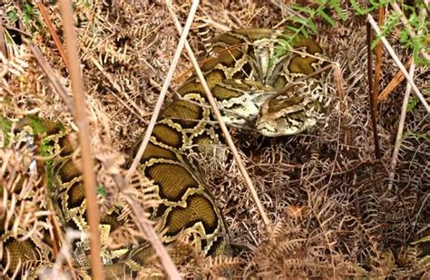 Burmese Python Native Range に対する画像結果