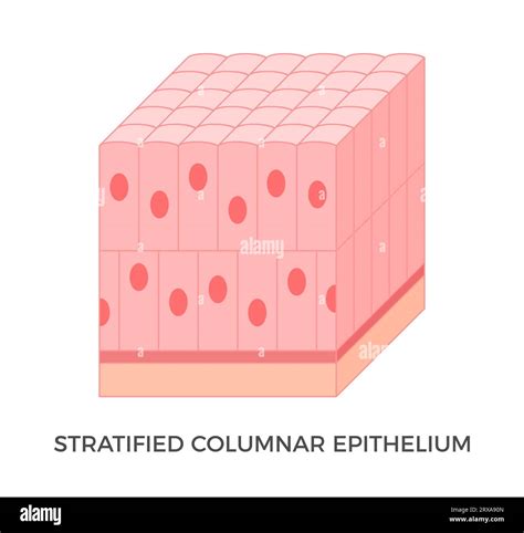 Epithelial Tissue Types に対する画像結果