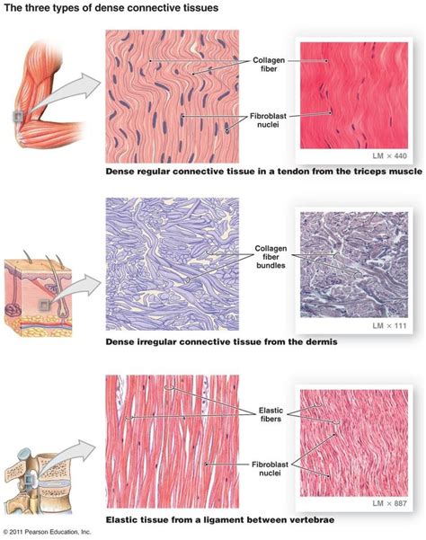 Image result for Tissue Types