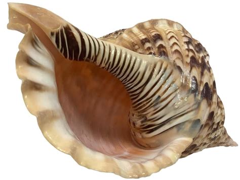Shell Logo JPEG に対する画像結果