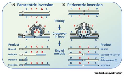 Toradh íomhá ar Inversion Loop Genetics