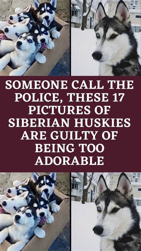 Image result for Guilty Huskies