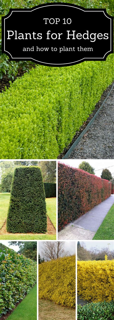 Image result for Hedge Trees Planting Guide