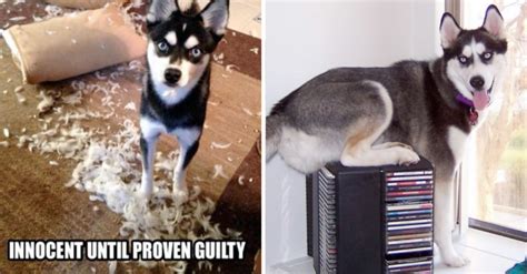 Image result for Guilty Huskies