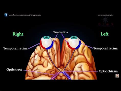Visual Pathway Brain-साठीचा प्रतिमा निकाल