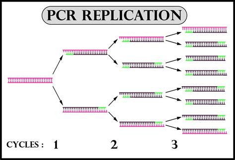 Amplification Process Visualization కోసం చిత్ర ఫలితం