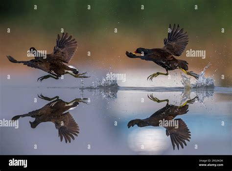 Image result for Vechtende Python