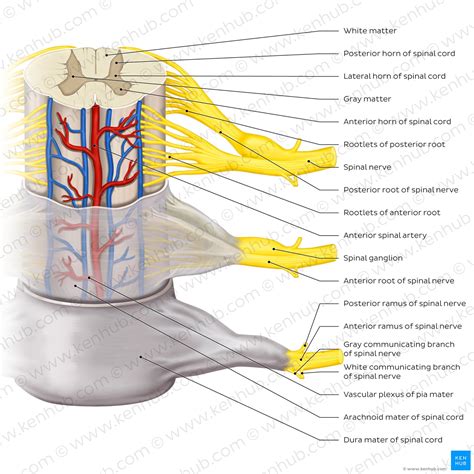 Image result for Peripheral Nerve Anatomy