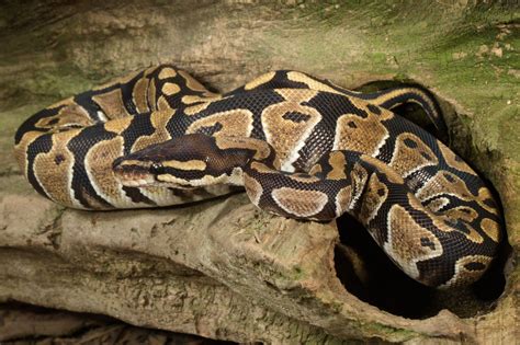 Image result for Ball Python