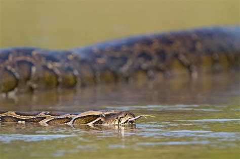 Toradh íomhá ar Anaconda Python