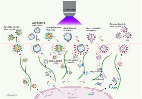 Image result for Cell Control Array Virus