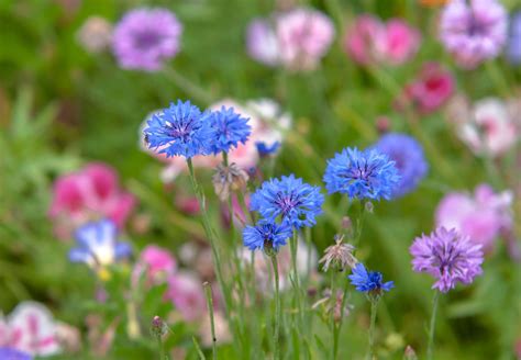 Image result for Cornflower Blue Color Chart