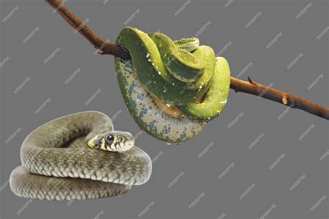 Image result for Python Snake Graay
