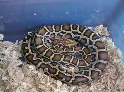 Image result for Burmese Python vs Anaconda