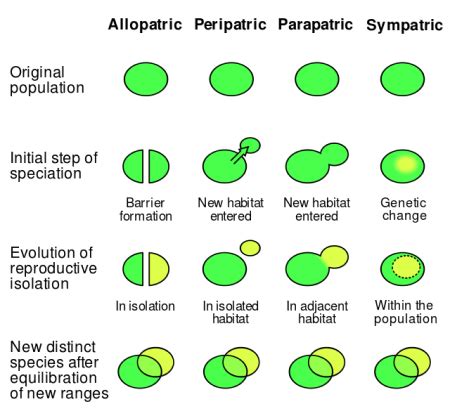 Image result for Types Of Evolutionary Model