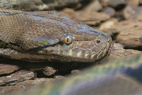 Afbeeldingsresultaten voor Python Eyes Zoomed In