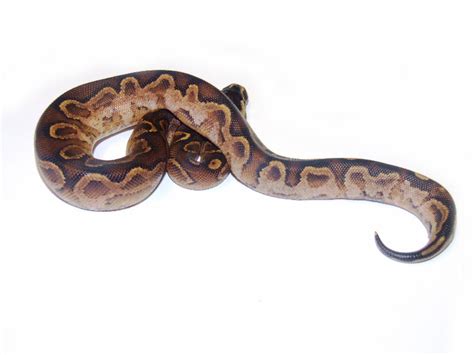 Image result for Graffiti Ball Python