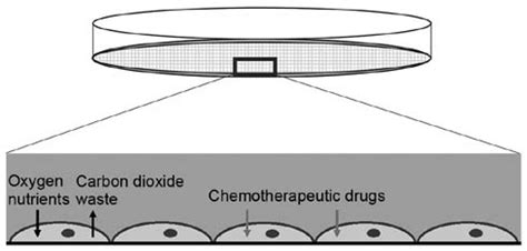 Image result for Cell 2D