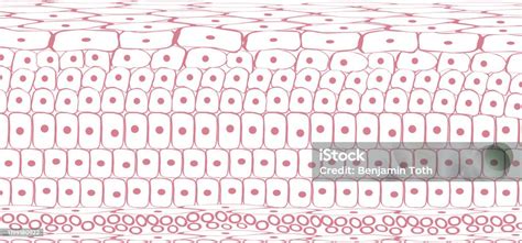 Image result for Tissue Blood Layers