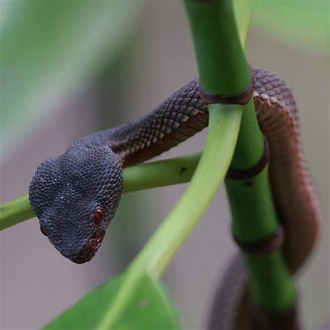 Snake with Triangle Pattern に対する画像結果