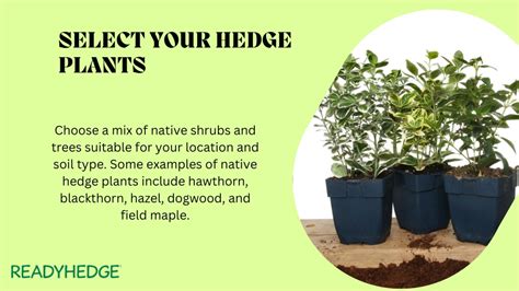 Image result for Hedge Plant Planting Guide