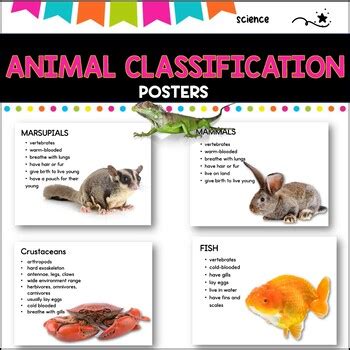 Animal Classification Poster に対する画像結果