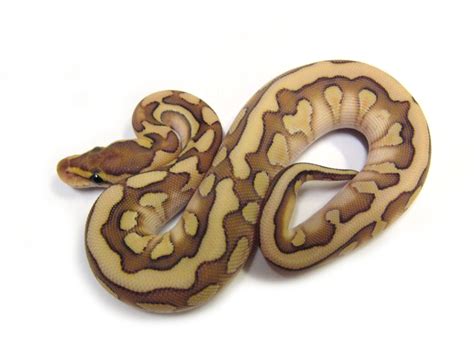 Woma Python Desert Terrarium-এর ছবি ফলাফল