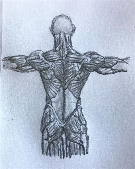 Image result for Back Torso Drawing