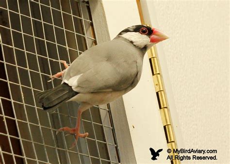 Image result for Java Finch Pied