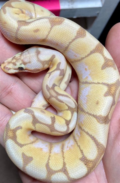 Image result for Bumblebee Ball Python