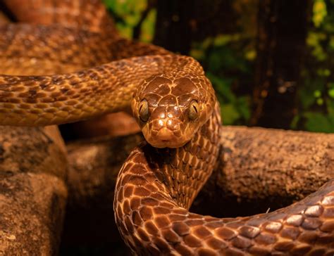 Image result for Copperhead Snake Pattern