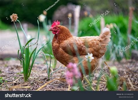 Image result for Hen Spring Road