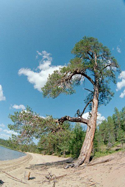 Image result for Pine Tree in Urdu